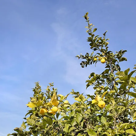 Casa Tra Gli Ulivi Vicino Al Mare Holiday home Seravezza